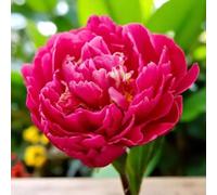 Carbeth Plants Paeonia Bare Roots - Karl Rosenfield - Spring Flowering Perennials