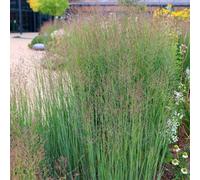 Carbeth Plants Panicum Virgatum Heavy Metal Plant 1 X 9Cm Pot - Blue Switch Grass Ornamental Prairie Grass - Ideal For Beds, Borders & Patio Pots