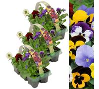 Carbeth Plants Pansy 18 Pack - Mixed Colours - Large Plants - For Pots, Containers & Beds