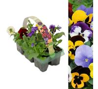 Carbeth Plants Pansy 6 Pack - Mixed Colours - Large Plants - For Pots, Containers & Beds