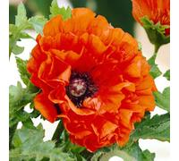 Carbeth Plants Papaver Eye Catcher Bare Root - Bold Bicolour Poppies For Summer Colour