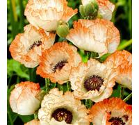 Carbeth Plants Papaver Picotee Bare Root - White Petals Edged With Pink