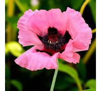 Carbeth Plants Papaver Raspberry Queen 9 X Bare Root - Soft Pink Poppies With Ruffled Petals