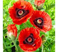 Carbeth Plants Papaver Rembrandt Bare Root - Rich Red Remembrance Poppy