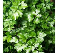 Carbeth Plants Parsley Flat Leaf Herb Plant In 13Cm Pot - Ideal For Cooking And Salads