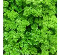 Carbeth Plants Parsley Moss Curled Herb Plant In 9Cm Pot - Edible Plant For Use In The Kitchen