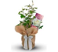 Carbeth Plants Peace And Unity Rose Bush Gift Wrapped - Plant Gift Perfect For Gardeners