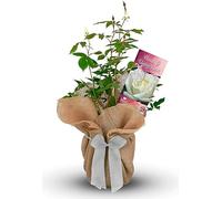 Carbeth Plants Peace and Unity Rose Gift Wrapped in 3L Pot - White Hybrid Tea