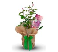 Carbeth Plants Pearl 30th Anniversary Rose Gift Wrapped in 3L Pot - Pink Hybrid Tea Rose Bush - Perfect for Gifting & Special Occasions