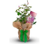 Carbeth Plants Pearl Wedding Rose Bush Gift Wrapped - 30Th Wedding Anniversary Plant