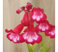 Carbeth Plants Penstemon King George V Beard Tounge 1L Pot X2