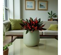 Carbeth Plants Peperomia Caperata Roja Grande In 15Cm Pot - Rippled Red Easy Care Houseplant