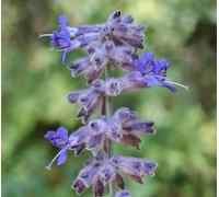 Carbeth Plants Perovskia Blue Spire X 2 Plants In 9Cm Pots - Russian Sage Plants