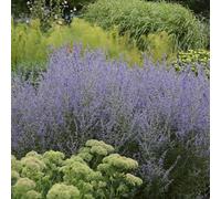Carbeth Plants Perovskia Rocketman X 2 Plants - Russian Sage Plants