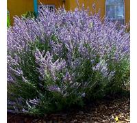 Carbeth Plants Perovskia Rocketman X 6 Plants - Russian Sage Plants