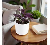 Carbeth Plants Persian Shield In 13Cm Pot - Iridescent Purple Foliage Easy Care Houseplant