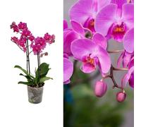 Carbeth Plants Phalaenopsis Multiflora Orchid (Purple) 2 Stem In 12Cm Pot - Indoor Plant