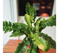 Carbeth Plants Philodendron Ring Of Fire 2 X 12Cm Pot - Rare Tiger Tooth Indoor Plant With Variegated Tropical Houseplant Home & Office Décor