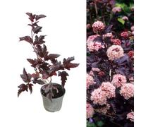 Carbeth Plants Physocarpus 'lady In Red' Fast Growing Shrub In A 9Cm Pot - Ready To Plant
