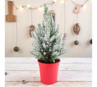 Carbeth Plants Picea Glauca Conica Christmas Tree In 3L Pot With Snow - Real Pot Grown Tabletop Xmas Tree
