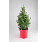 Carbeth Plants Picea Glauca Conica Christmas Tree In 3L Pot Without Snow - Real Pot Grown Tabletop Xmas Tree