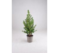 Carbeth Plants Picea Glauca Conica Christmas Tree In 9Cm Pot Without Snow - Real Pot Grown Mini Xmas Tree