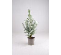 Carbeth Plants Picea Glauca Conica Christmas Tree With Snow In 9Cm Pot - Real Pot Grown Mini Xmas Tree