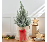Carbeth Plants Picea Glauca Conica Gift Wrapped With Snow - Real Pot Grown Christmas Tree In 3L Pot