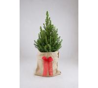 Carbeth Plants Picea Glauca Conica Gift Wrapped Without Snow - Real Pot Grown Christmas Tree In 3L Pot