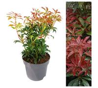 Carbeth Plants Pieris Forest Flame In 2 Litre Pot - 40-50Cm In Height - Ready To Plant Pieris