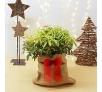 Carbeth Plants Pieris Forest Flame Plant In 2L Pot With Hessian Gift Wrap - Compact Evergreen Shrub - Easy To Grow Christmas Gardening Gift