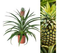 Carbeth Plants Pineapple Plant - Ananas Champaca In 14Cm Pot - Bromelia Already In Fruit