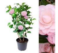 Carbeth Plants Pink Camellia Japonica Plant In 3L Pot - Spring Flowering Evergreen Shrub Ready To Plant - Ideal For Borders, Beds & Patio Pots