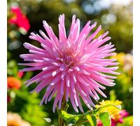 Carbeth Plants Pink Princess Dahlia 10 X Summer Bulbs - Bright Seasonal Plants