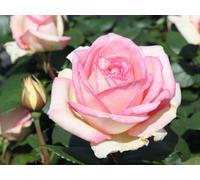 Carbeth Plants Pink Rose Bush - Souvenir De Baden Baden