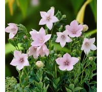 Carbeth Plants Platycodon Fuji Pink 6 X Bare Root - Compact Plant With Soft Pink Blooms