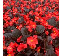 Carbeth Plants Plug Plants 1 Pack Begonia Devils Red - 20 Plants Per Tray - Ready To Grow On Bedding Summer Flowering Plugs