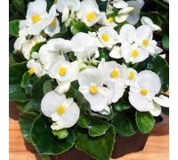 Carbeth Plants Plug Plants 1 Pack Begonia Devils White - 20 Plants Per Tray - Ready To Grow On Bedding Summer Flowering Plugs