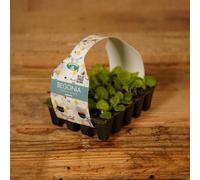 Carbeth Plants Plug Plants 1 Pack Begonia Heavens White - 20 Plants Per Tray - Ready To Grow On Bedding Summer Flowering Plugs