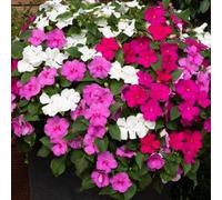 Carbeth Plants Plug Plants 1 Pack Busy Lizzie Impatiens Beacon Berry Ripple Mix - 20 Plants Per Tray - Grow On Bedding Summer Flowering Plugs