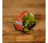 Carbeth Plants Plug Plants 1 Pack Geranium Orange - 20 Plants Per Tray - Ready To Grow On Bedding Summer Flowering Plugs