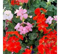 Carbeth Plants Plug Plants 3 Pack Geranium Hot And Spicy Mix - 20 Plants Per Tray