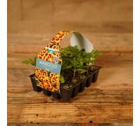 Carbeth Plants Plug Plants 3 Packs Marigold Durango Bee - 20 Plants Per Tray - Ready To Grow On Bedding Summer Flowering Plugs