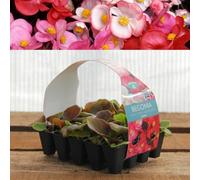 Carbeth Plants Plug Plants Begonia Devils Delight Mix - 20 Per Tray - Ready To Grow On Bedding Summer Flowering Plugs