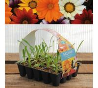 Carbeth Plants Plug Plants Gazania Sunburst Mix - 20 Per Tray - Ready To Grow On Bedding Summer Flowering Plugs