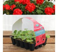 Carbeth Plants Plug Plants Geranium Red - 20 Per Tray - Ready To Grow On Bedding Summer Flowering Plugs