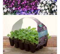 Carbeth Plants Plug Plants Lobelia String Of Pearls Mix - 20 Per Tray - Ready To Grow On Bedding Summer Flowering Plugs