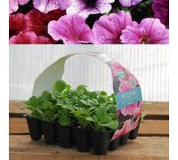 Carbeth Plants Plug Plants Petunia Reflections Mixed - 20 Per Tray - Ready To Grow On Bedding Summer Flowering Plugs