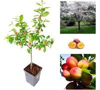 Carbeth Plants Plum Tree - Sweet Orange Plum - Patio Fruit Tree 2-4Ft In 5 Litre Pot