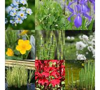 Carbeth Plants Pond Plant 4 X Mix In 9Cm Pots - Assorted Marginal Water Plants - Low Maintenance Easy To Grow Beginner Friendly Collection